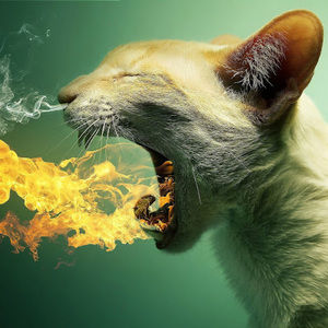 Meet your Posher, Luke